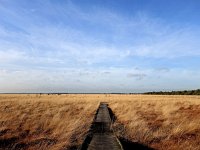 NL, Drenthe, Noordenveld, Fochteloerveen 7, Saxifraga-Hans Dekker